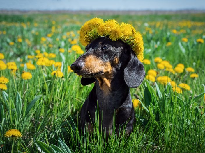 dog with flower crown