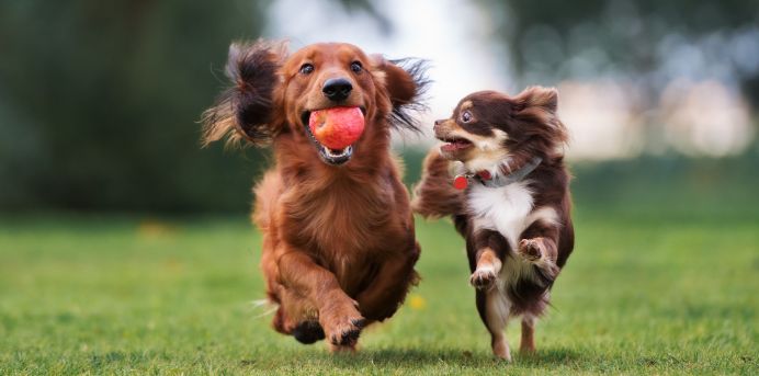 small-dogs-running