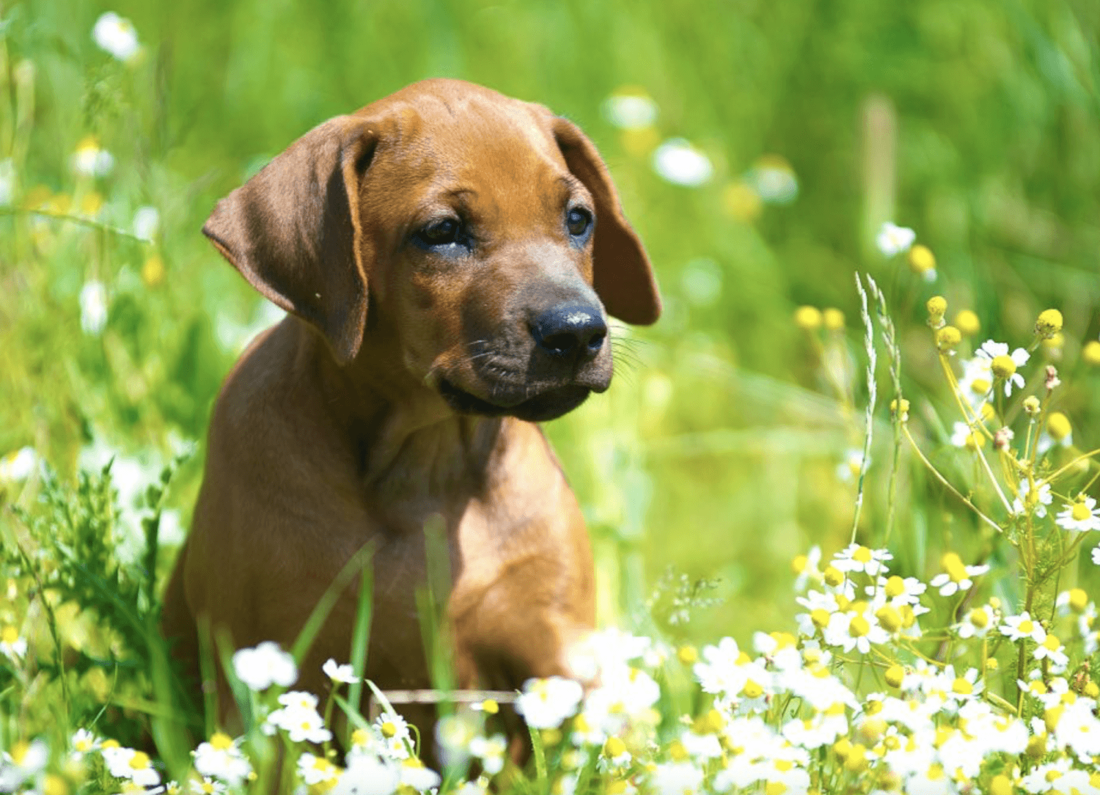 puppy in flowers