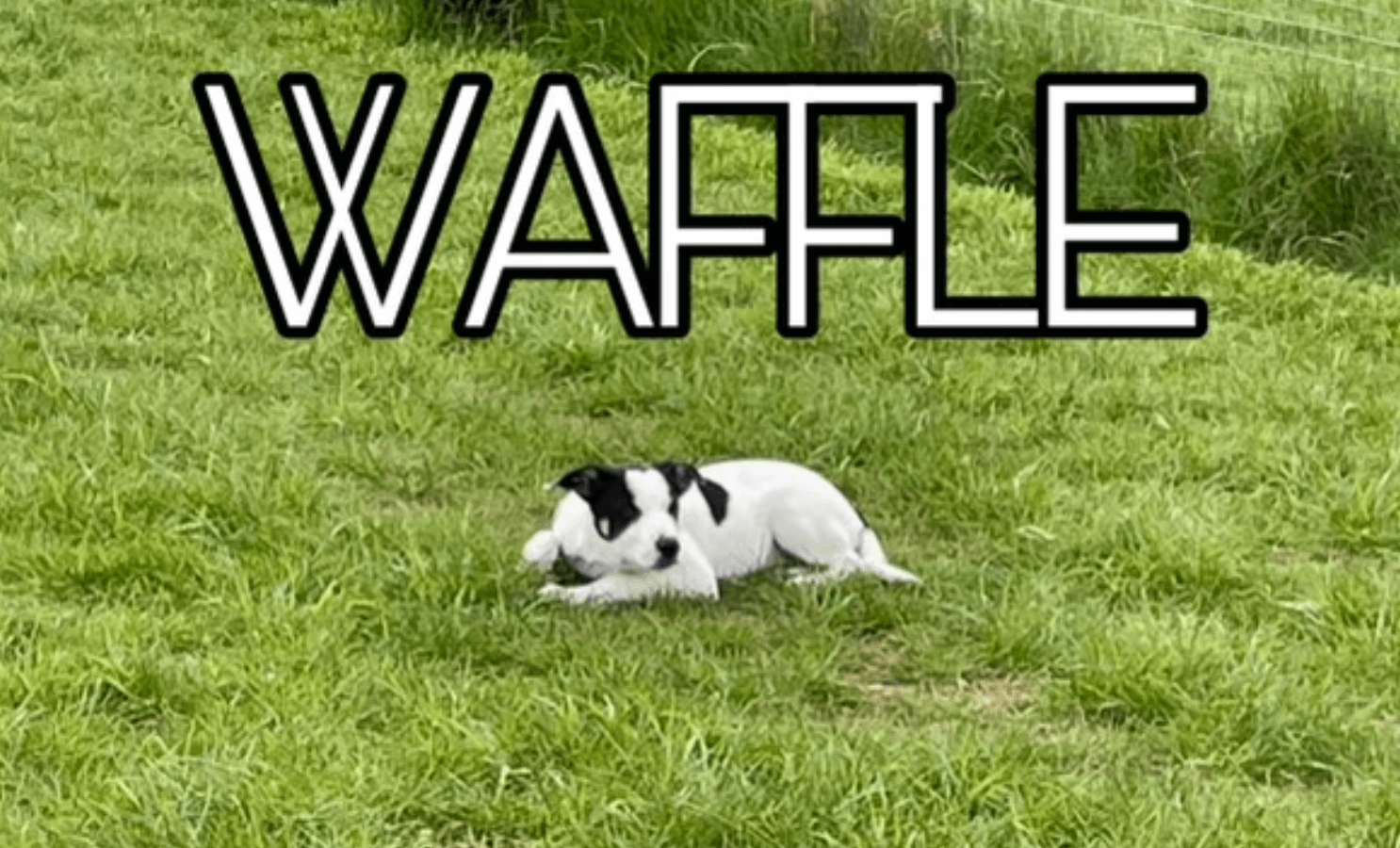 waffle