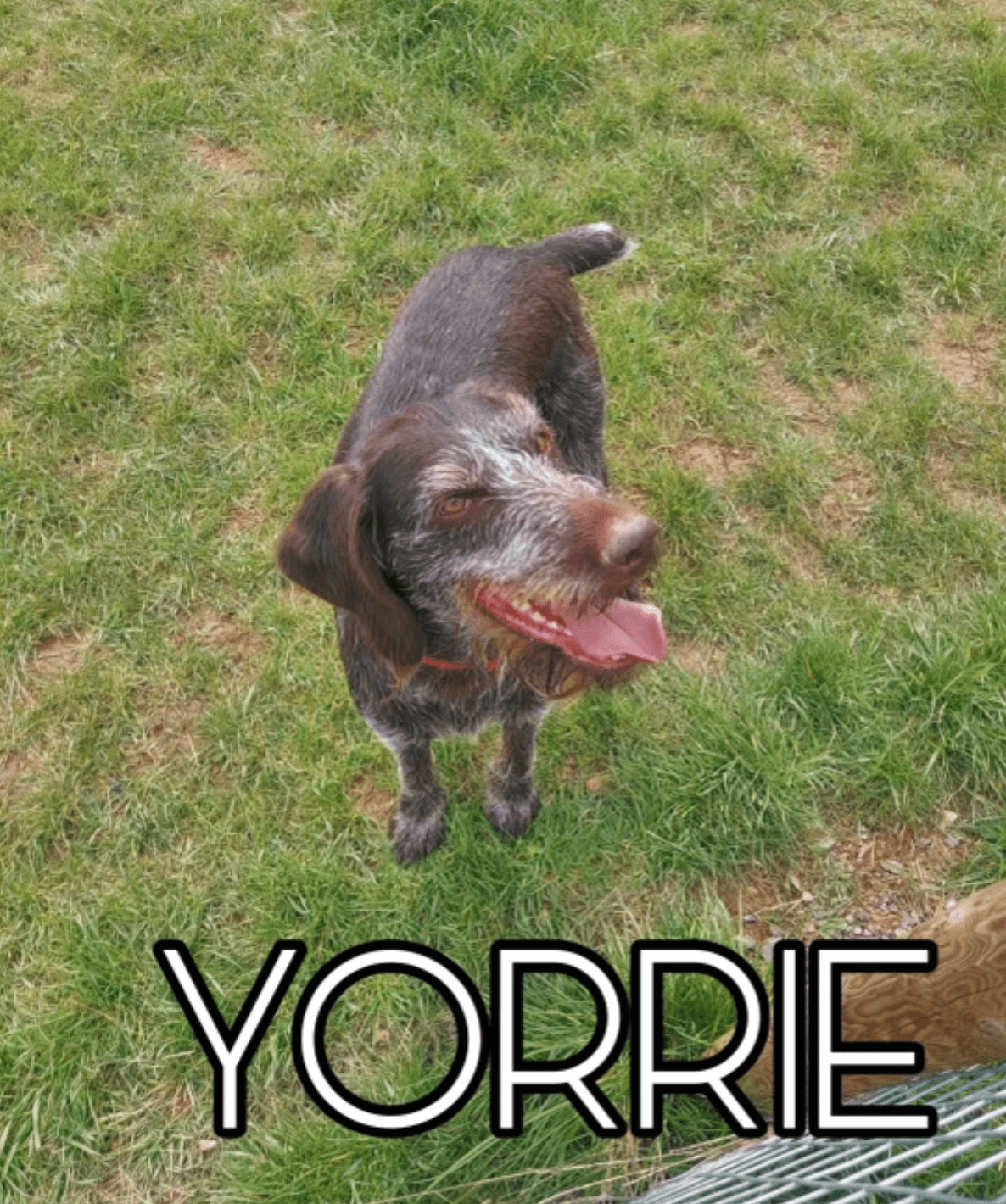 yorrie