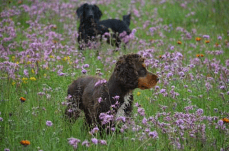 dog-in-flowers